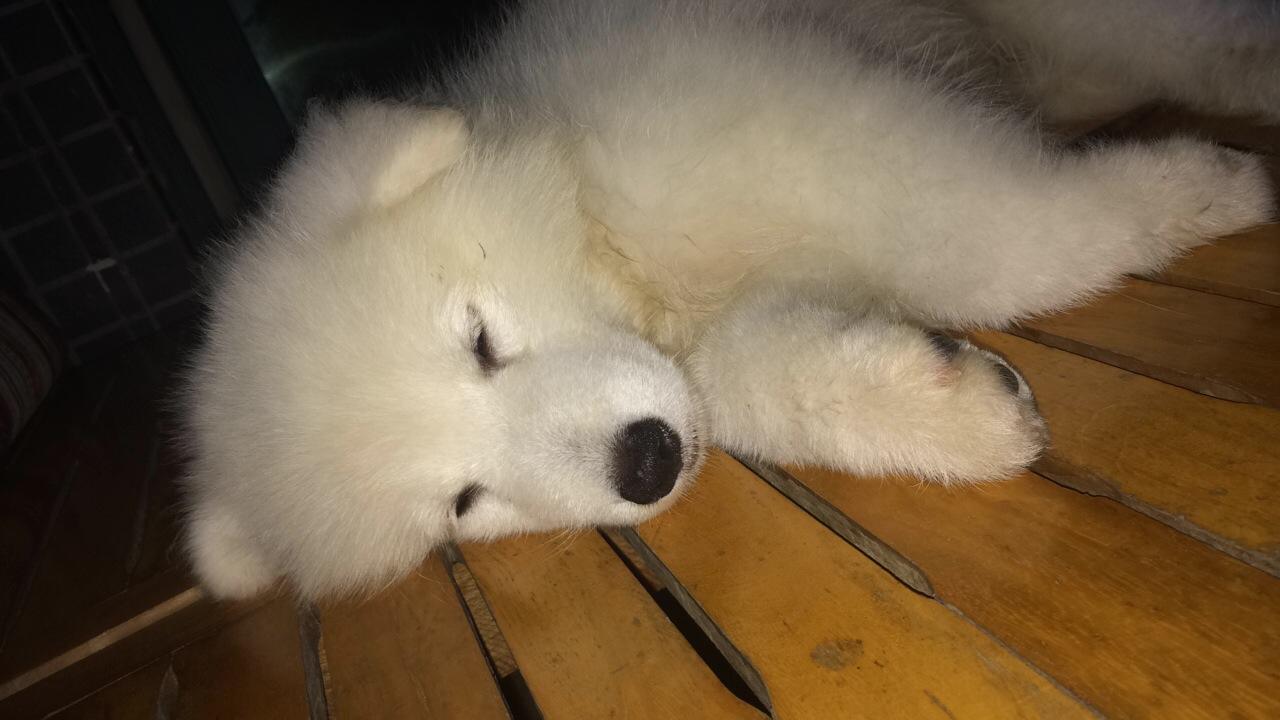 萨摩耶身体出现问题有哪些表现,有什么特征的萨摩不纯