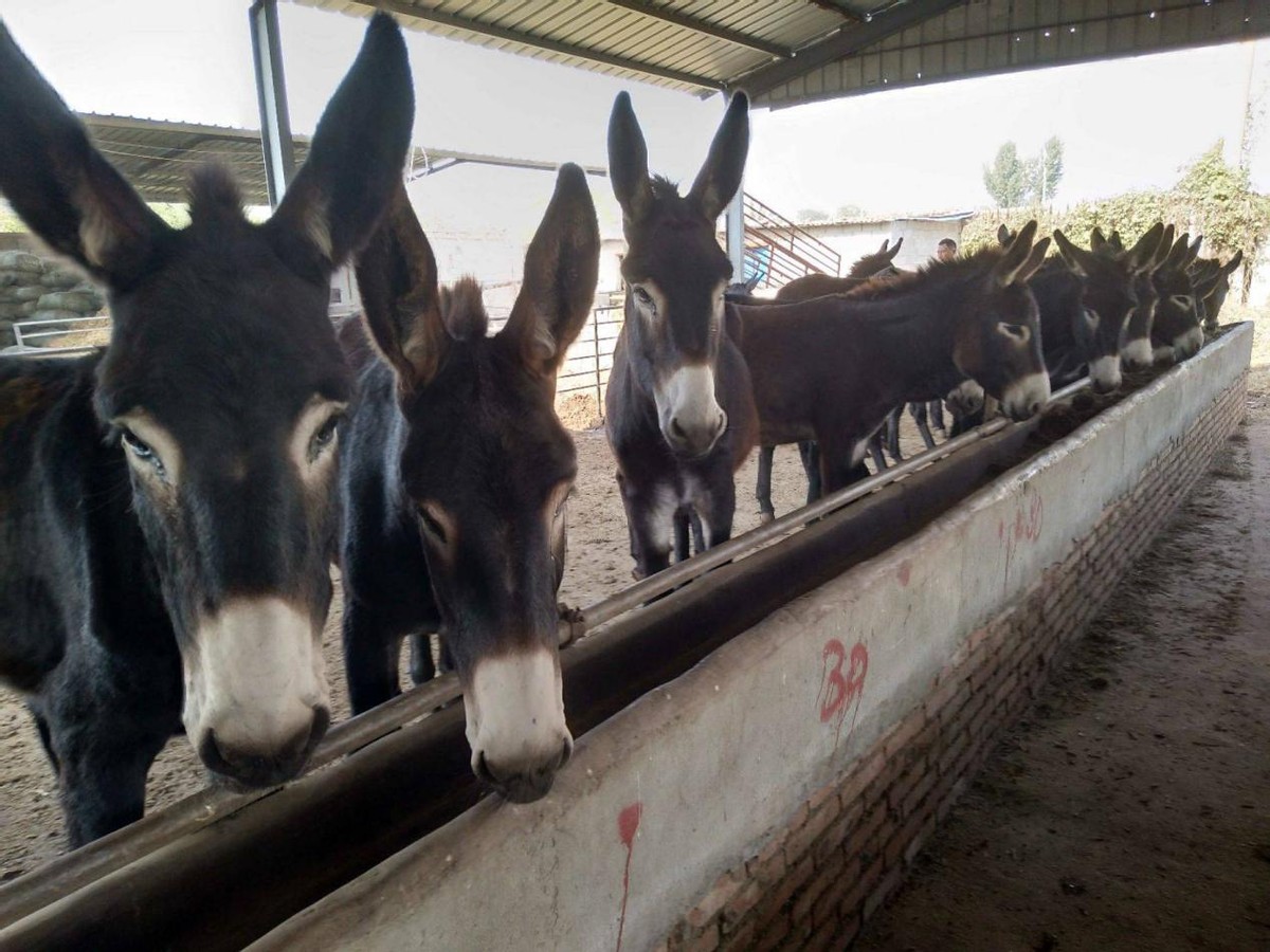 肉驴养殖方法和时间和技巧,肉驴养殖注意事项有哪些