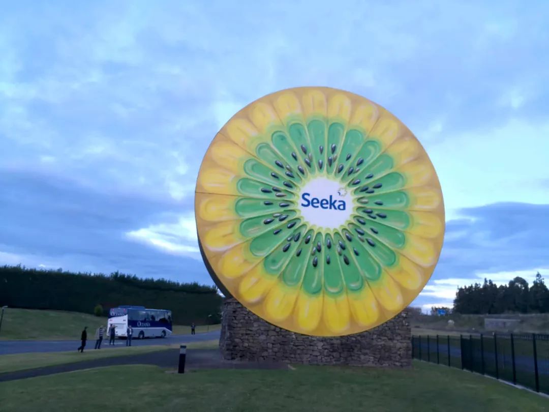 猕猴桃的原产洲在哪里,新西兰猕猴桃发展