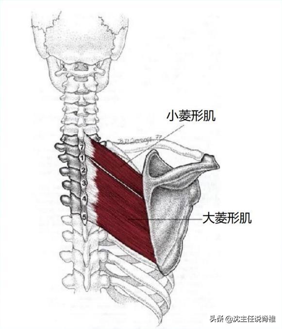 左侧后背肩胛骨内侧缘隐痛,后背肩胛骨部位痛是有炎症吗