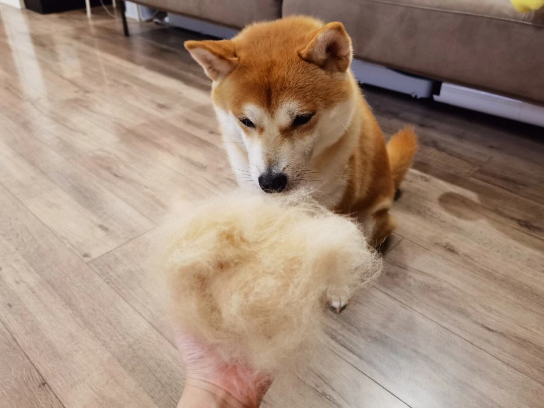 新手养狗哪种狗便宜,买狗一时爽