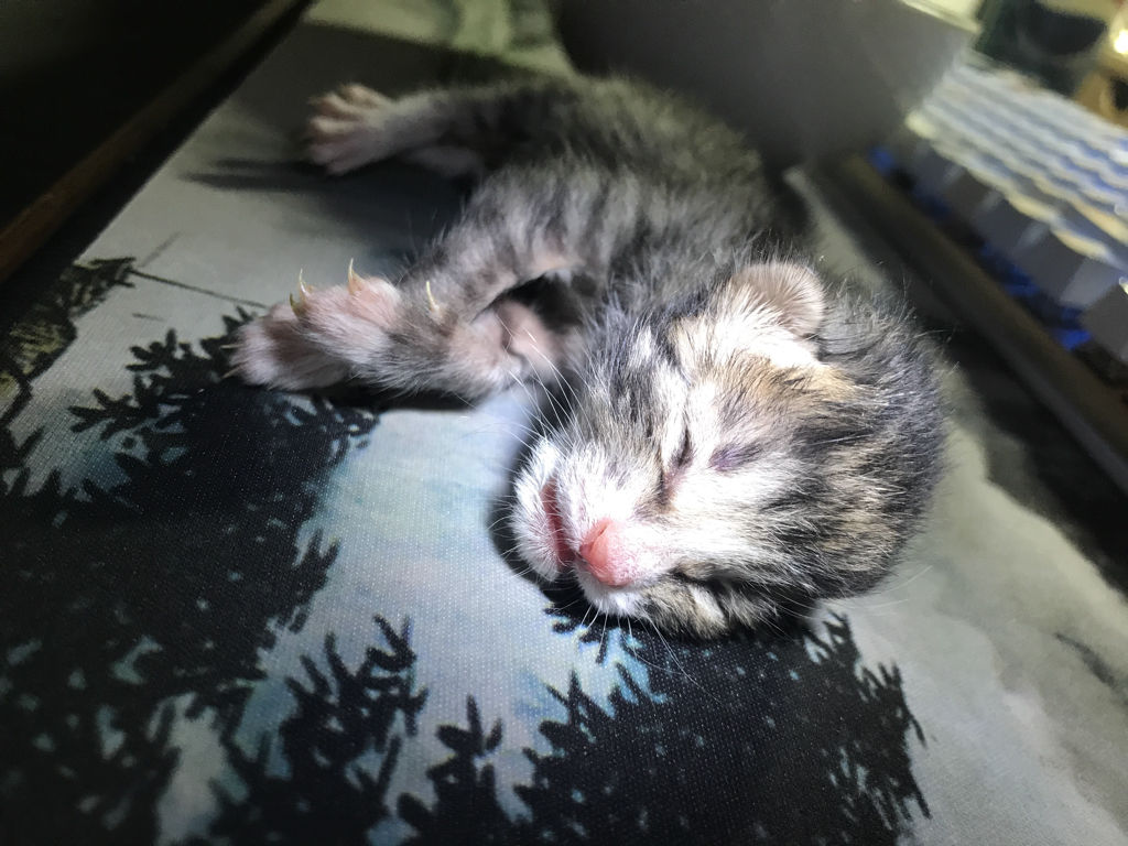 猫咪刚出生时就出现假死的症状