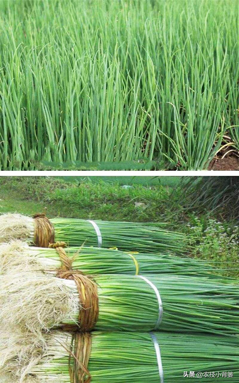 小香葱种植时间和方法视频,小香葱的种植方法和时间