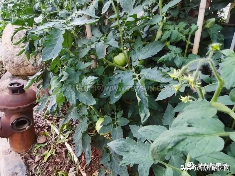 赣州万达附近的小区有哪些,赣州万达广场别墅