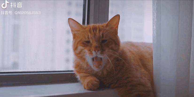 2018年全国宠物展排期表,深圳宠物展会2021排期明细表