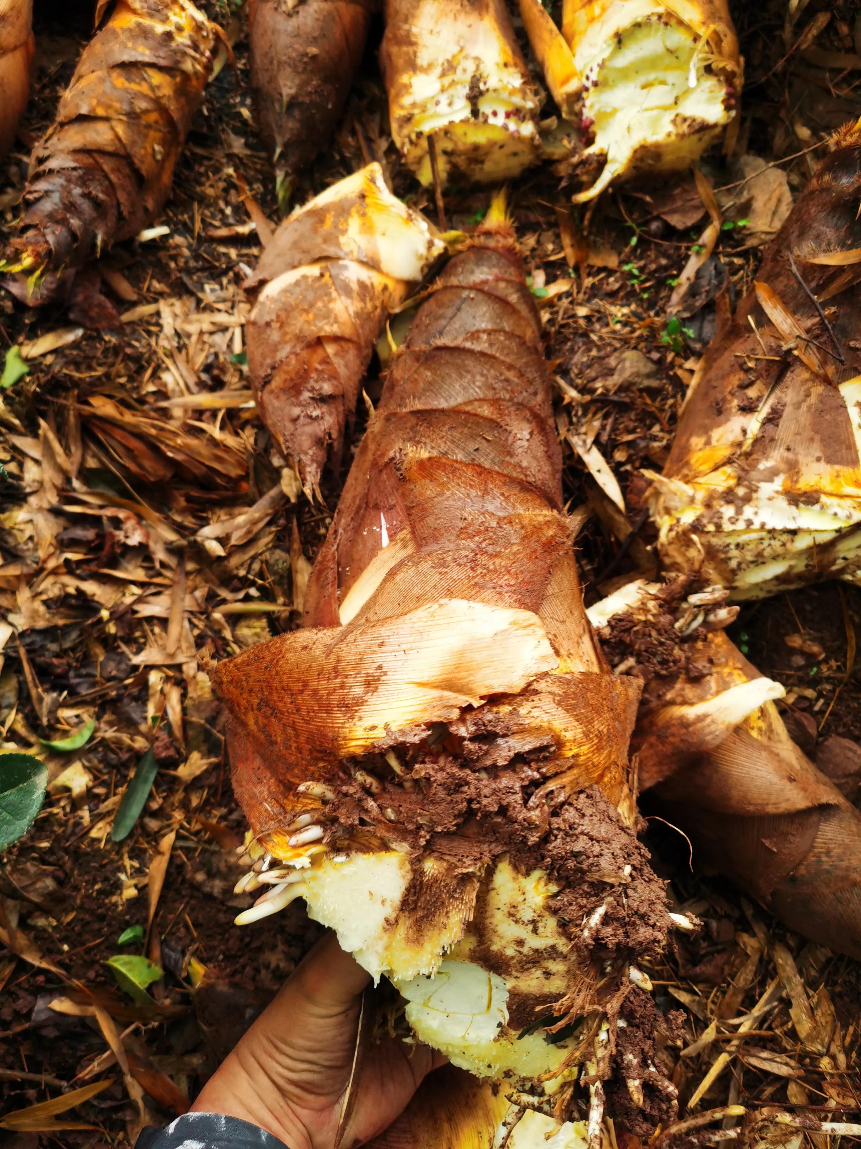 绍兴特产笋丝梅干菜的做法,绍兴特产笋丝梅干菜自产自销