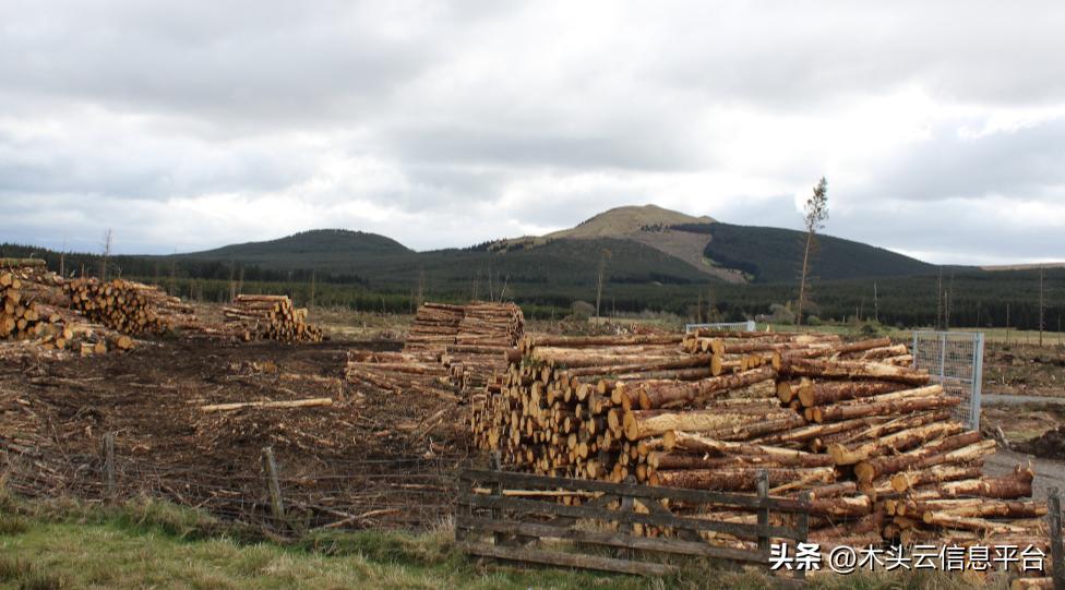 澳大利亚木材能进中国了吗,中国向澳大利亚出口木材