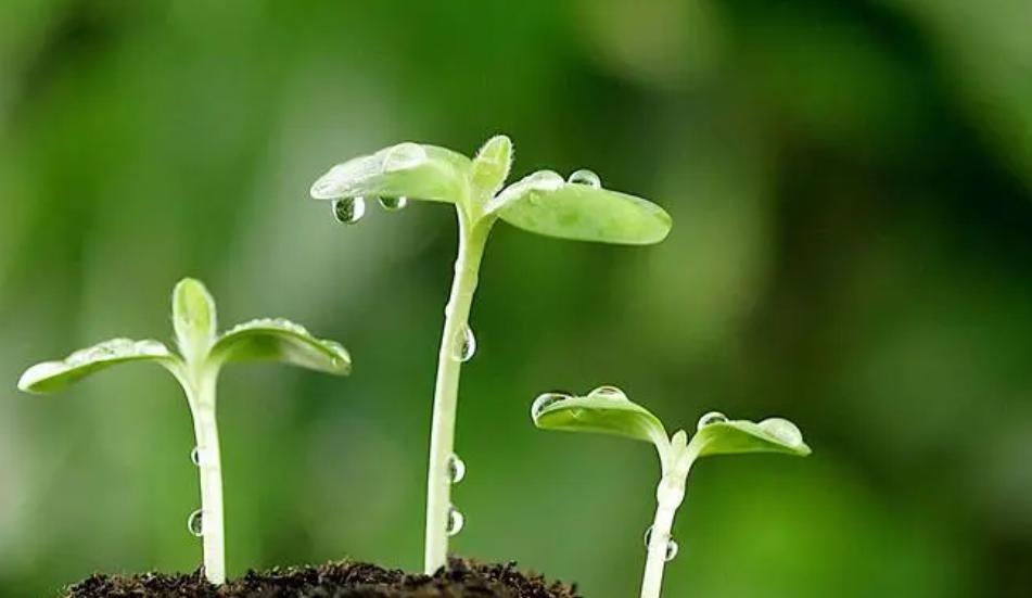 单亲家庭长大的孩子性格有问题,单亲家庭孩子两种人格