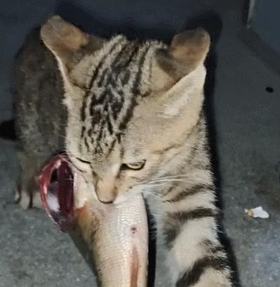 大哥暴晒1天钓了1条鱼,却被野猫盯上,小伙转账50块:这钱我出