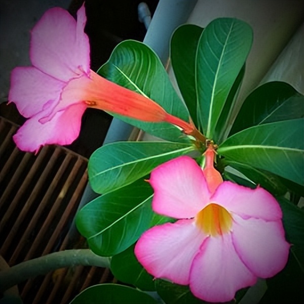 102个大类近500个多肉植物图片，都极其美丽，建议在家中也养一盆