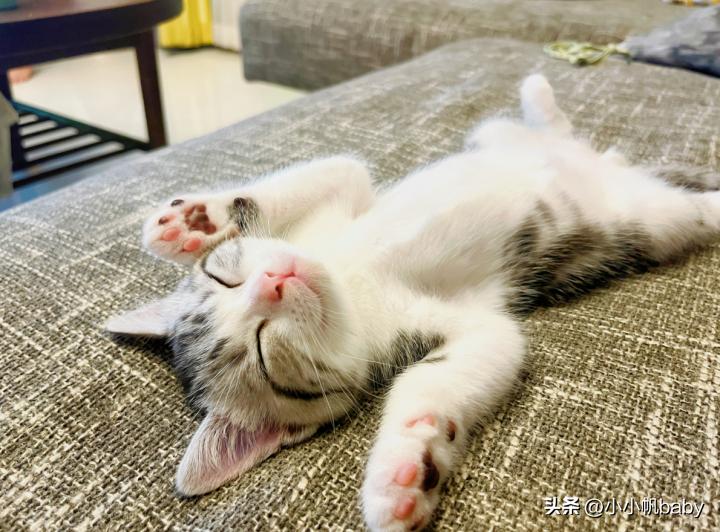 新手养猫铲屎官攻略,新手养猫驱虫知识