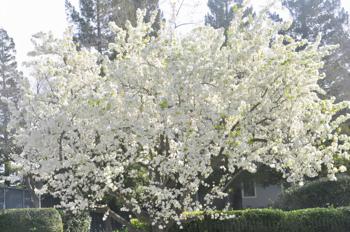 春游观赏的花有哪些,春天赏花什么花好看
