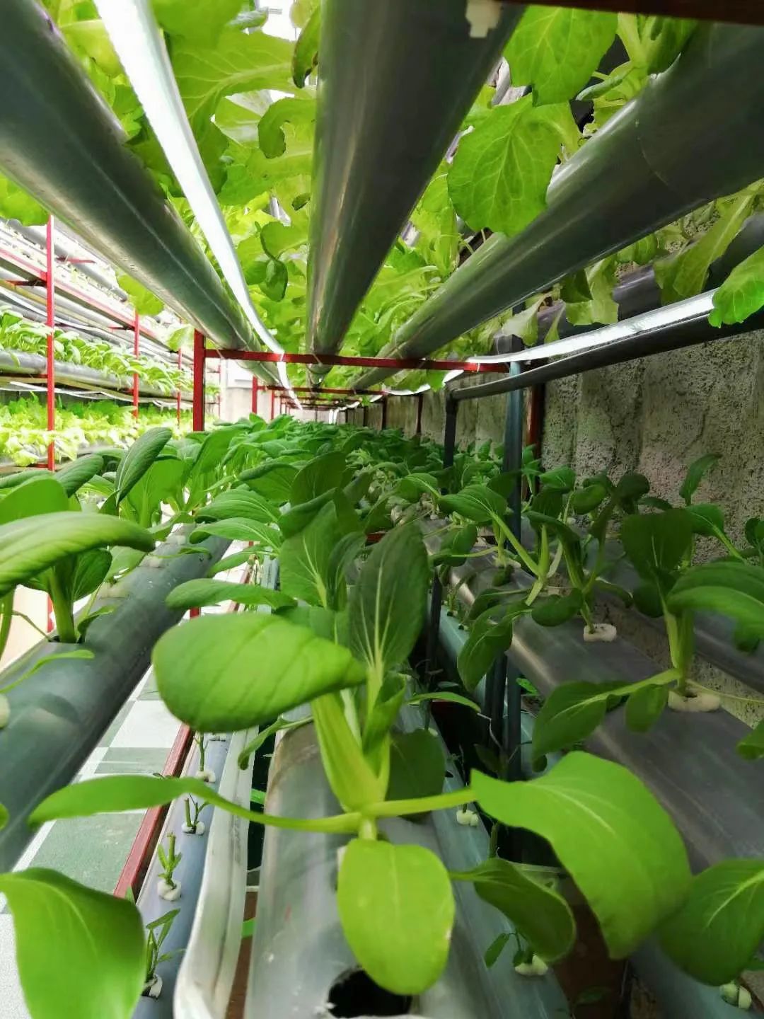 世界杯梅西c罗lv,世界杯梅西c罗