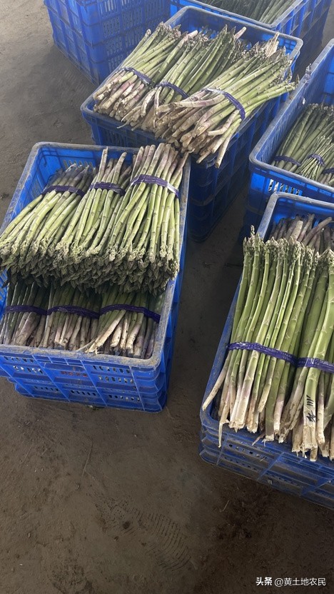 芦笋减产,芦笋夏季产量