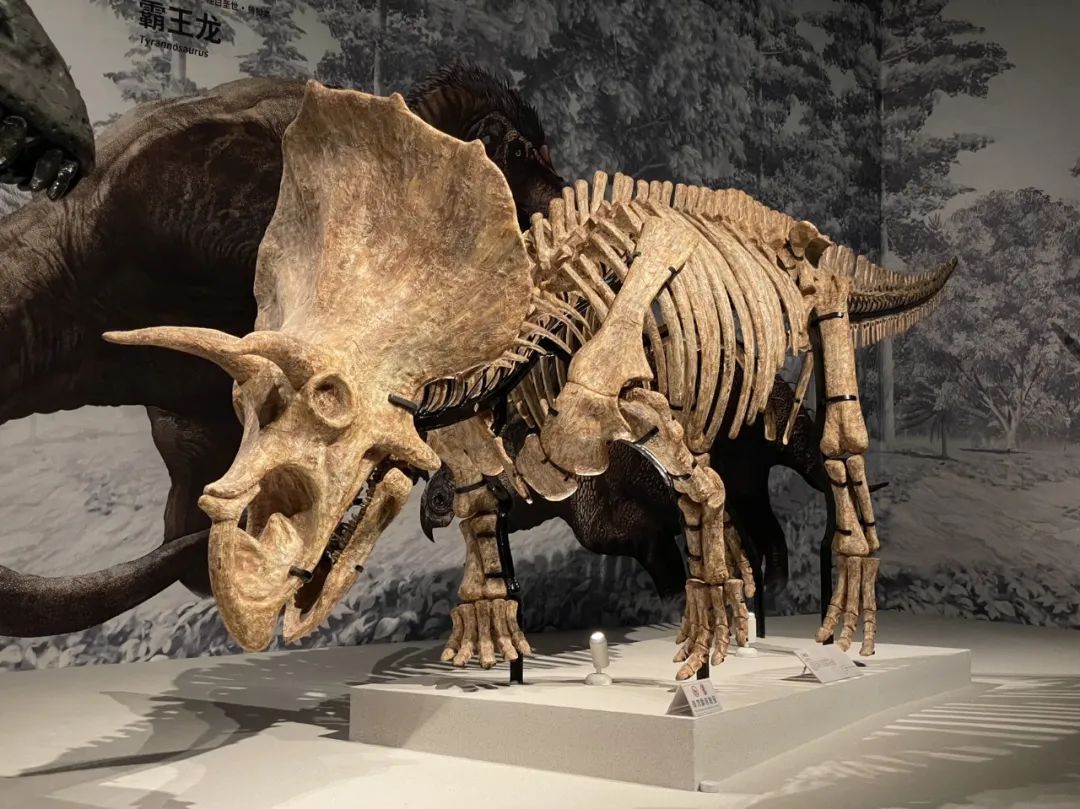 成都自然博物馆游玩攻略预约,四川成都自然博物馆攻略