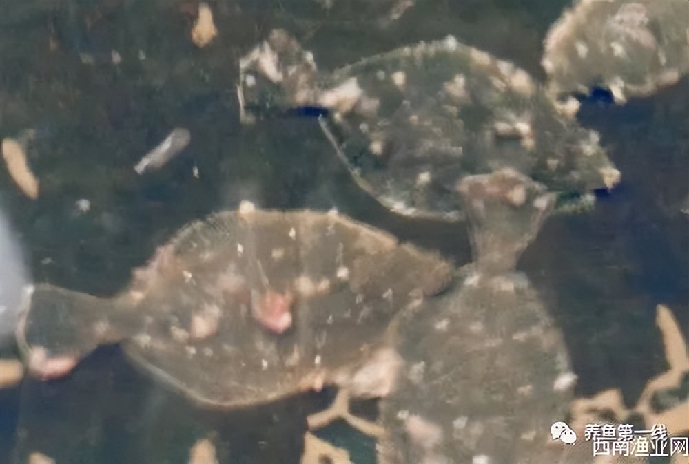 鱼类肿瘤治疗视频,鱼类淋巴囊肿病症状及防治