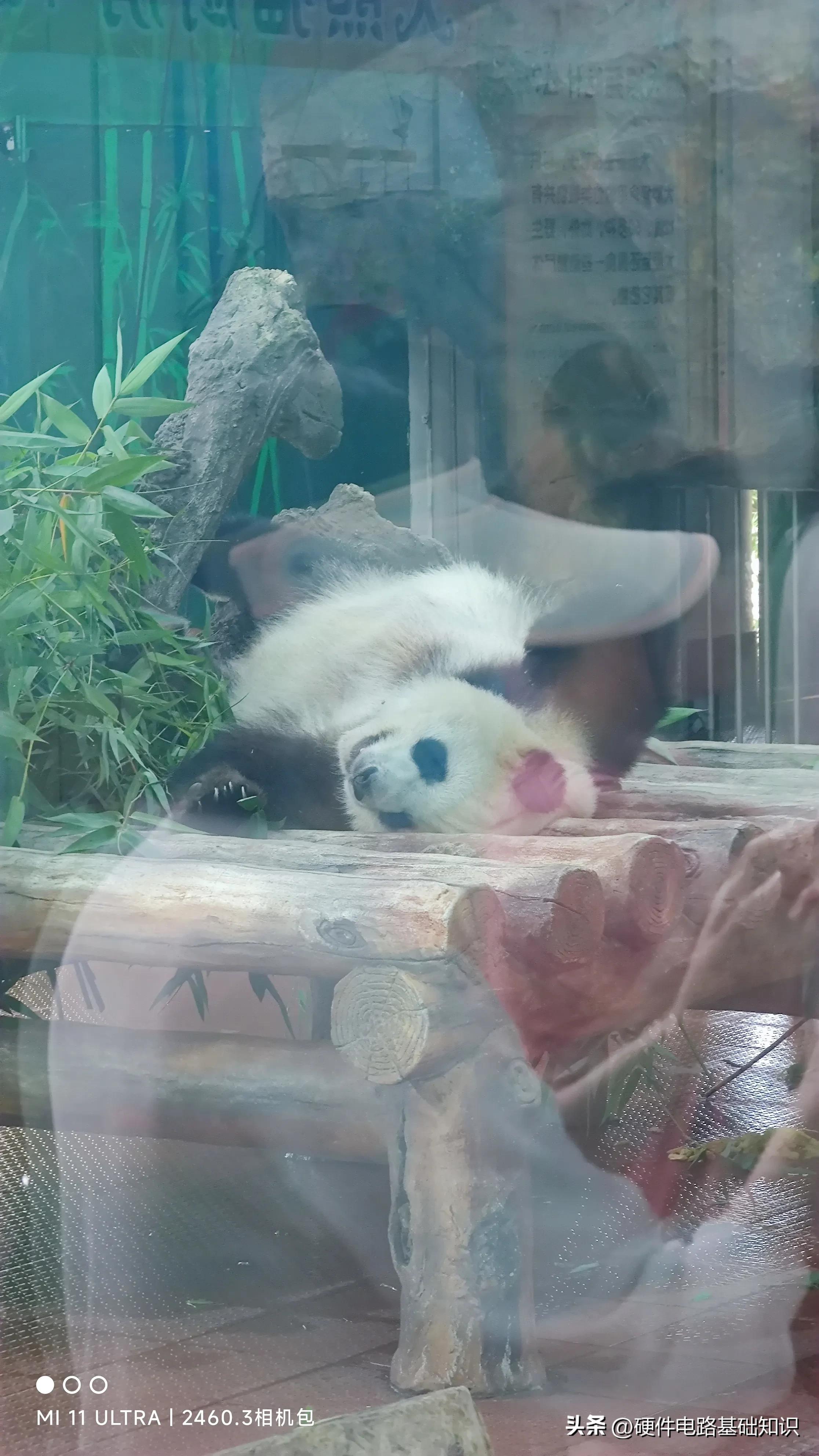 五一广州动物园人挤人的一天,广州动物园有序开放