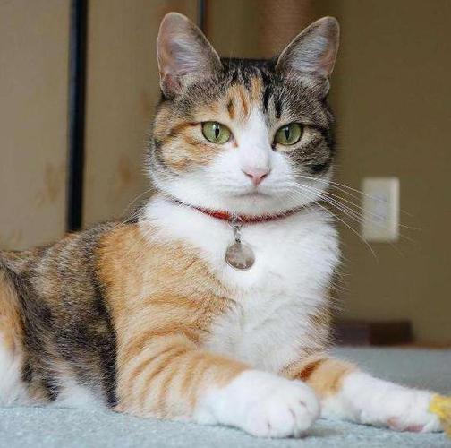 养猫首选这3种猫既便宜又好养,养猫和养狗哪个开销便宜点