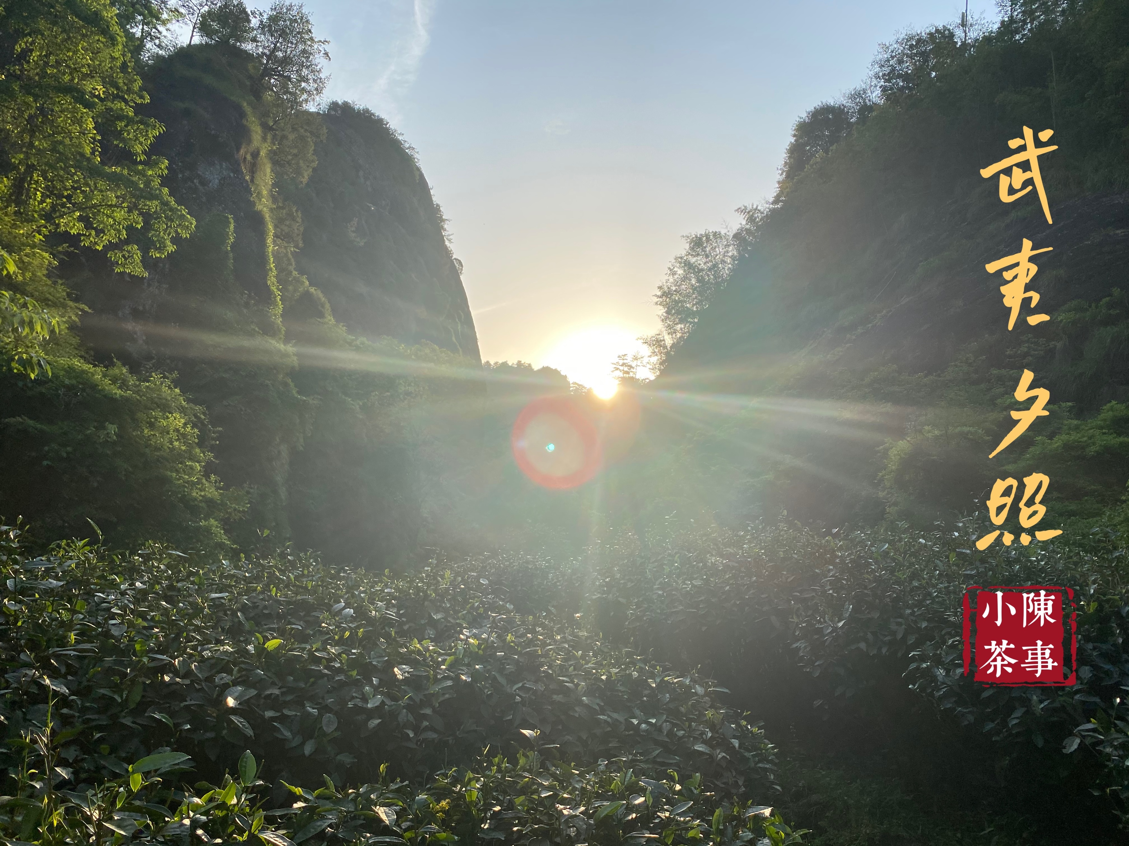 金骏眉武夷红茶大红袍的区别,大红袍不是红茶安吉白茶不是白茶