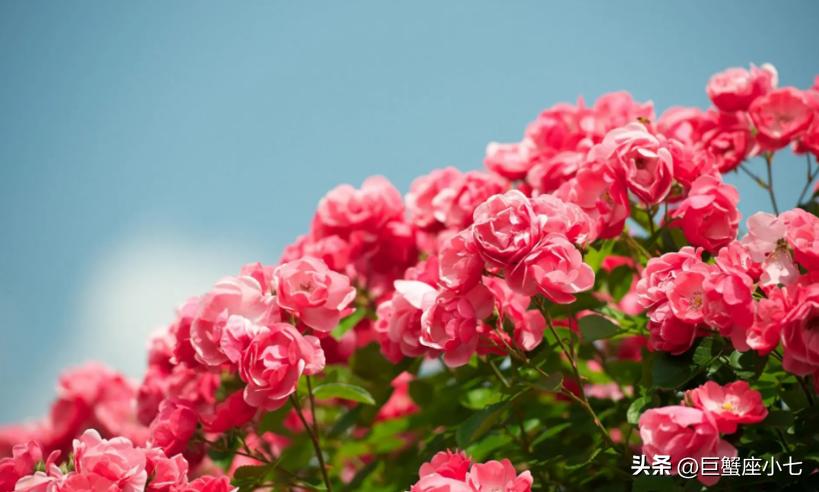 狠起来自己都害怕合集,最难驾驭的三大星座生来叛逆