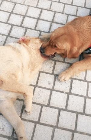 公狗和母狗之间，是如何配种的？