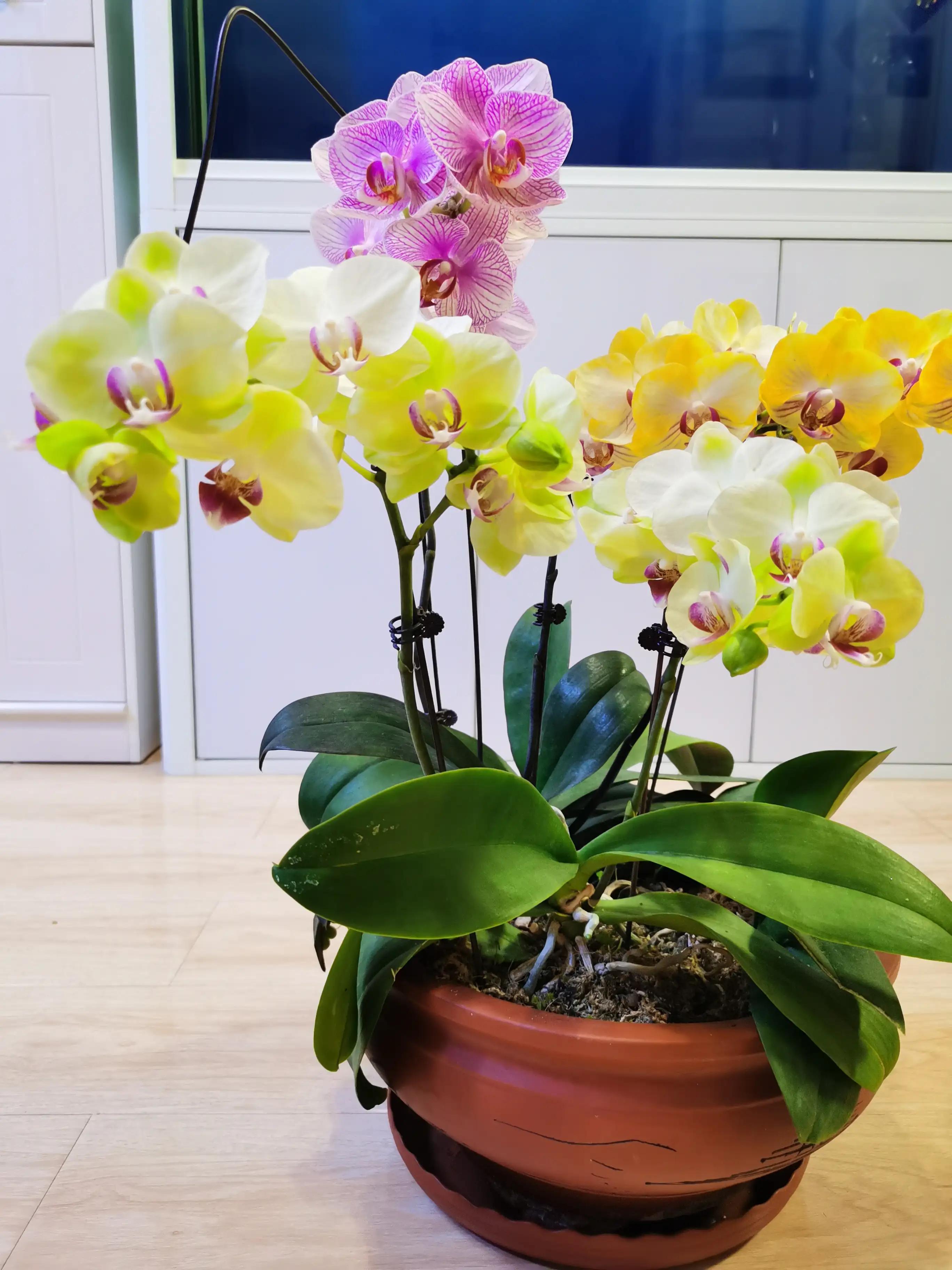 粉黛佳人水仙,紫水仙图片大全