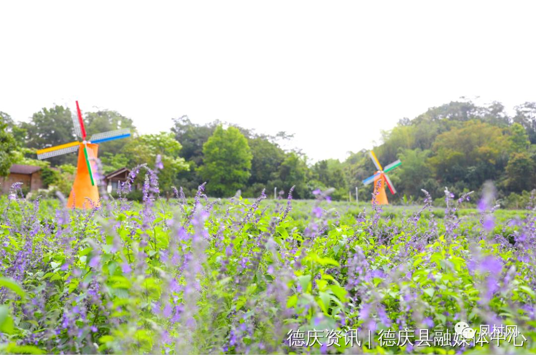 德庆盘龙峡薰衣草基地图片,德庆盘龙峡薰衣草园门票