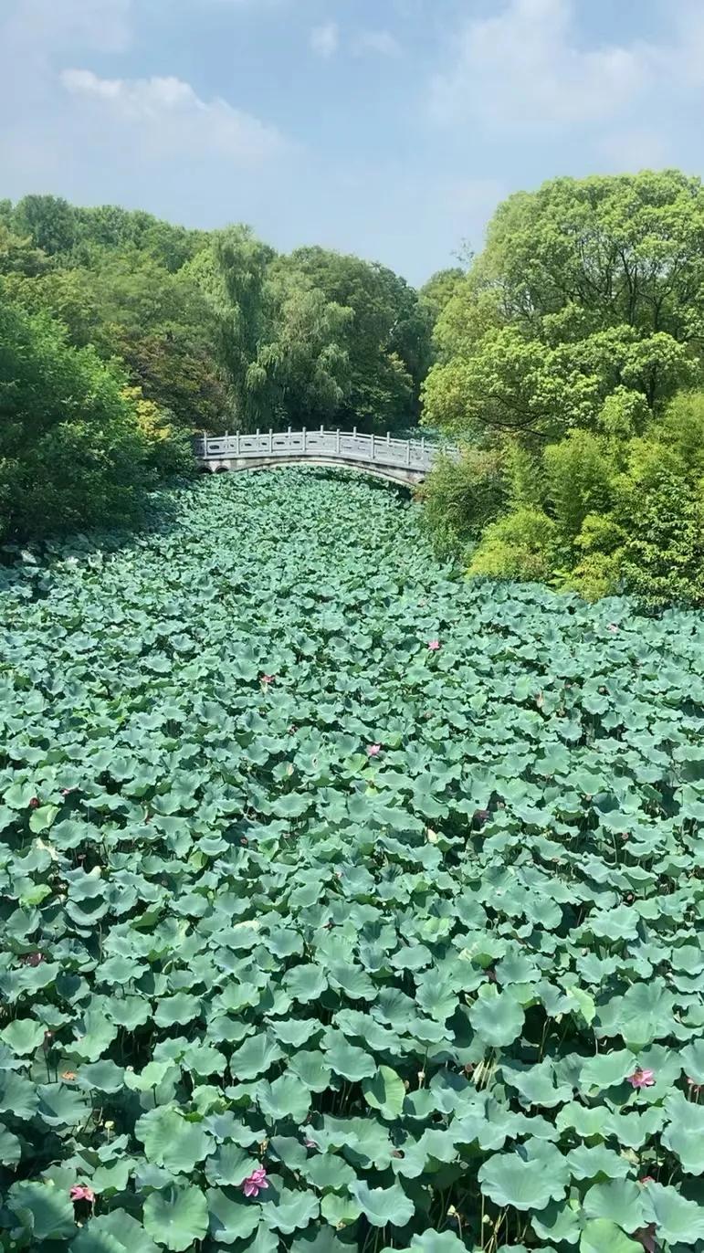 七律秋风古诗句,一宿秋风未觉凉朗诵