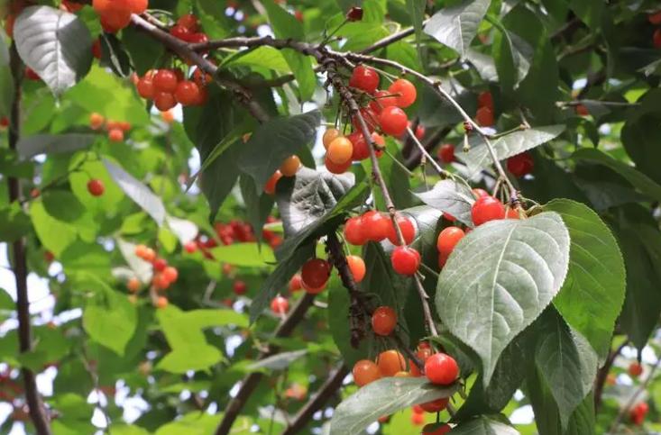 郑州旅游景区最新政策,郑州园博园买半价门票