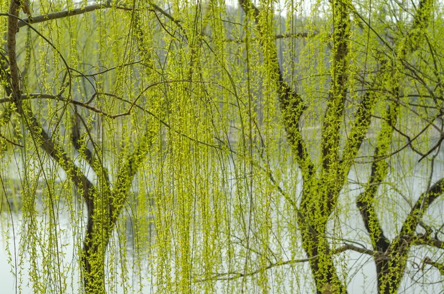 咏柳唐贺知章的古诗,咏柳贺知章教学实录