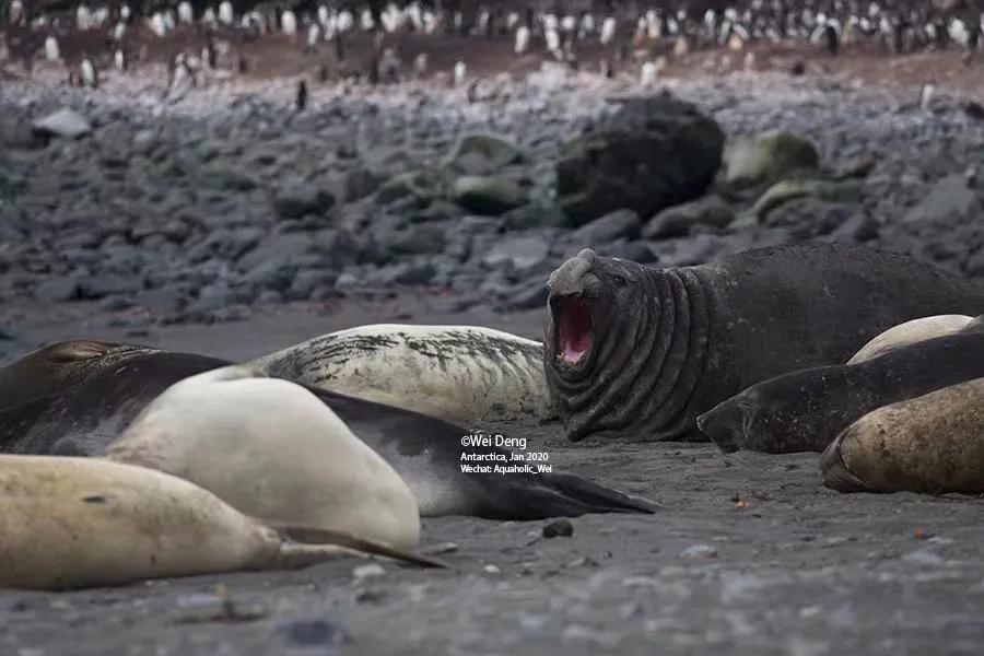 我在南极养企鹅,我在南极的日子