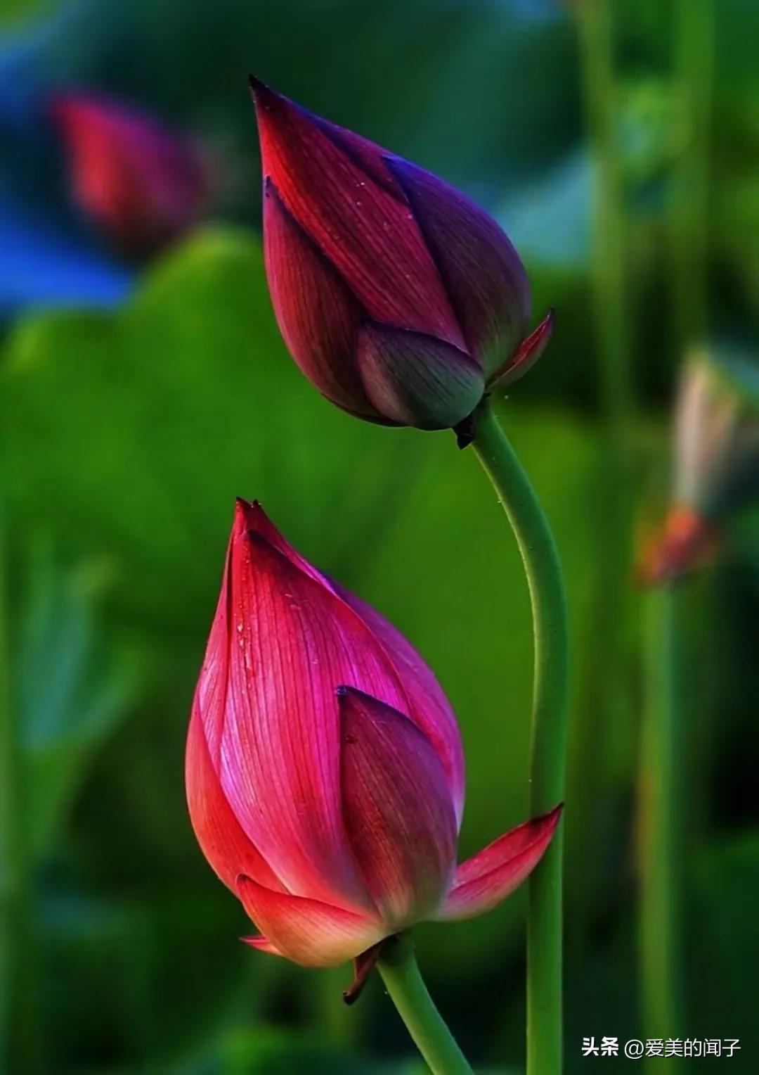 荷花仙子美得让人醉,夏日的荷花美景为你带来凉爽