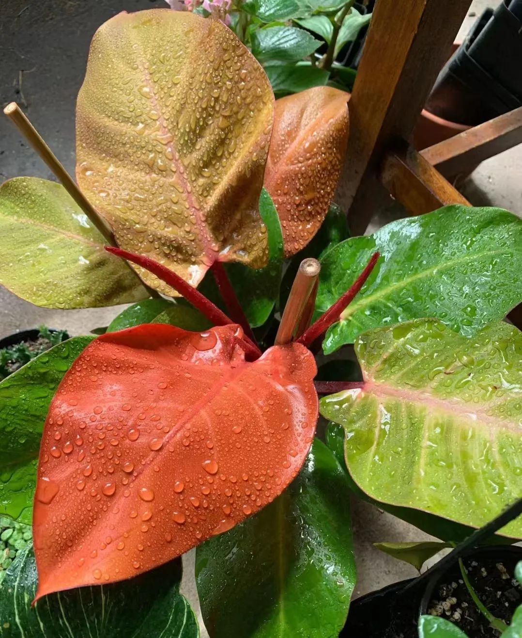 蔓绿绒品种图片大全,蔓绿绒品种图片图文