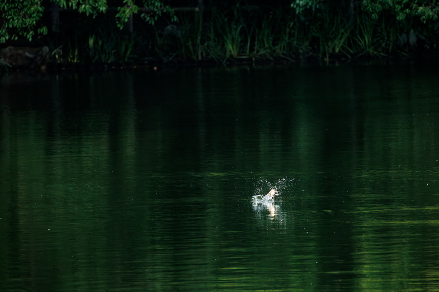 佳能eosr8打鸟,佳能eosr8拍视频变焦