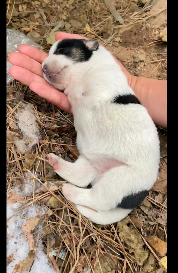 天生没有前腿的狗狗,天生没有前腿的狗