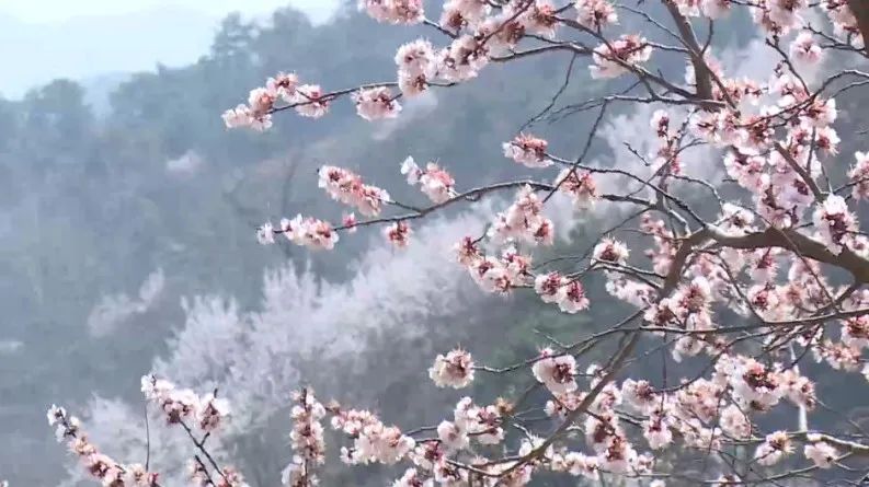 亲近自然春意盎然,亲近自然踏青迎春