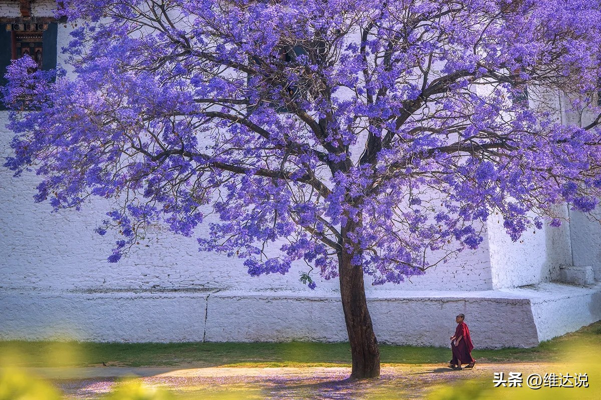 为什么全世界最幸福的国家是不丹,不丹世界上最幸福的国家纪录片