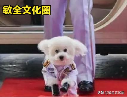 以后，我们一起去遛机器狗，相亲交友！