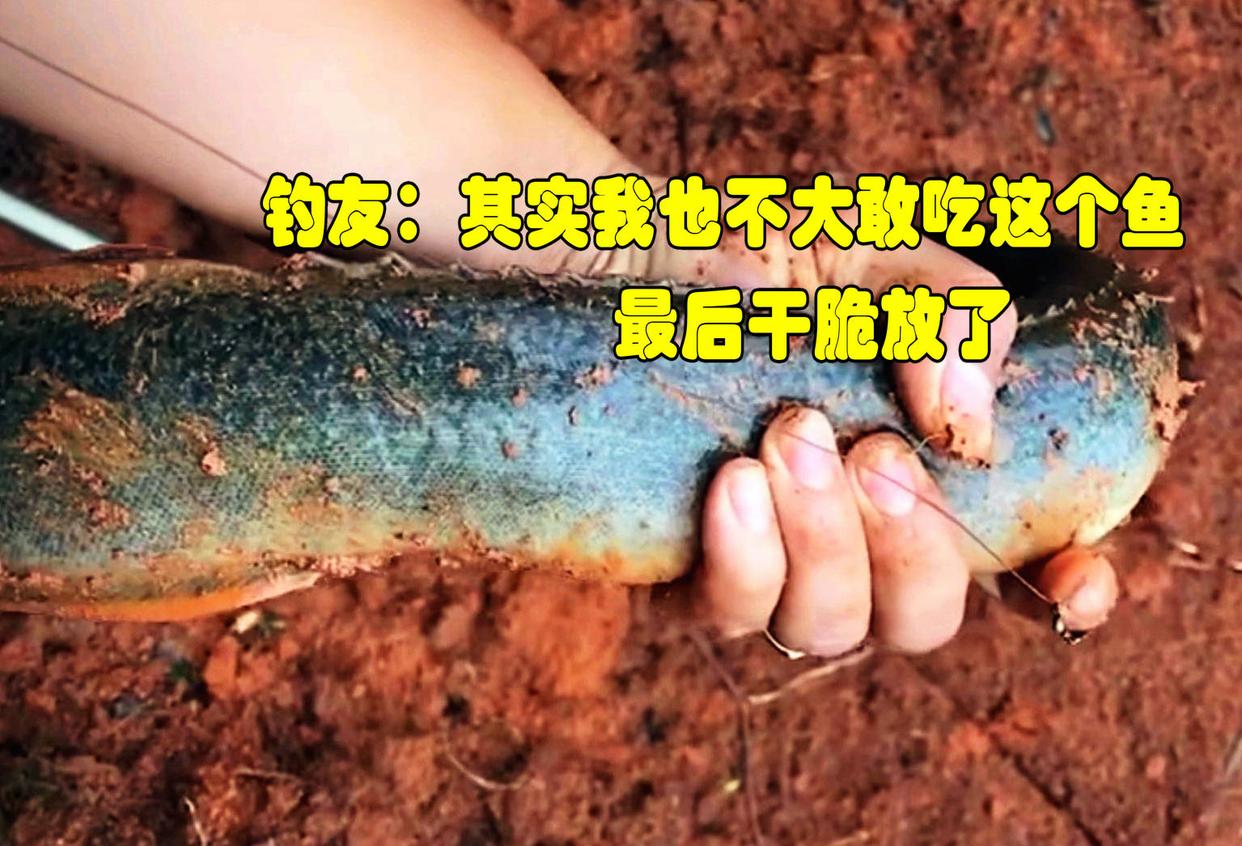 野钓最大泥鳅,野钓巨型泥鳅