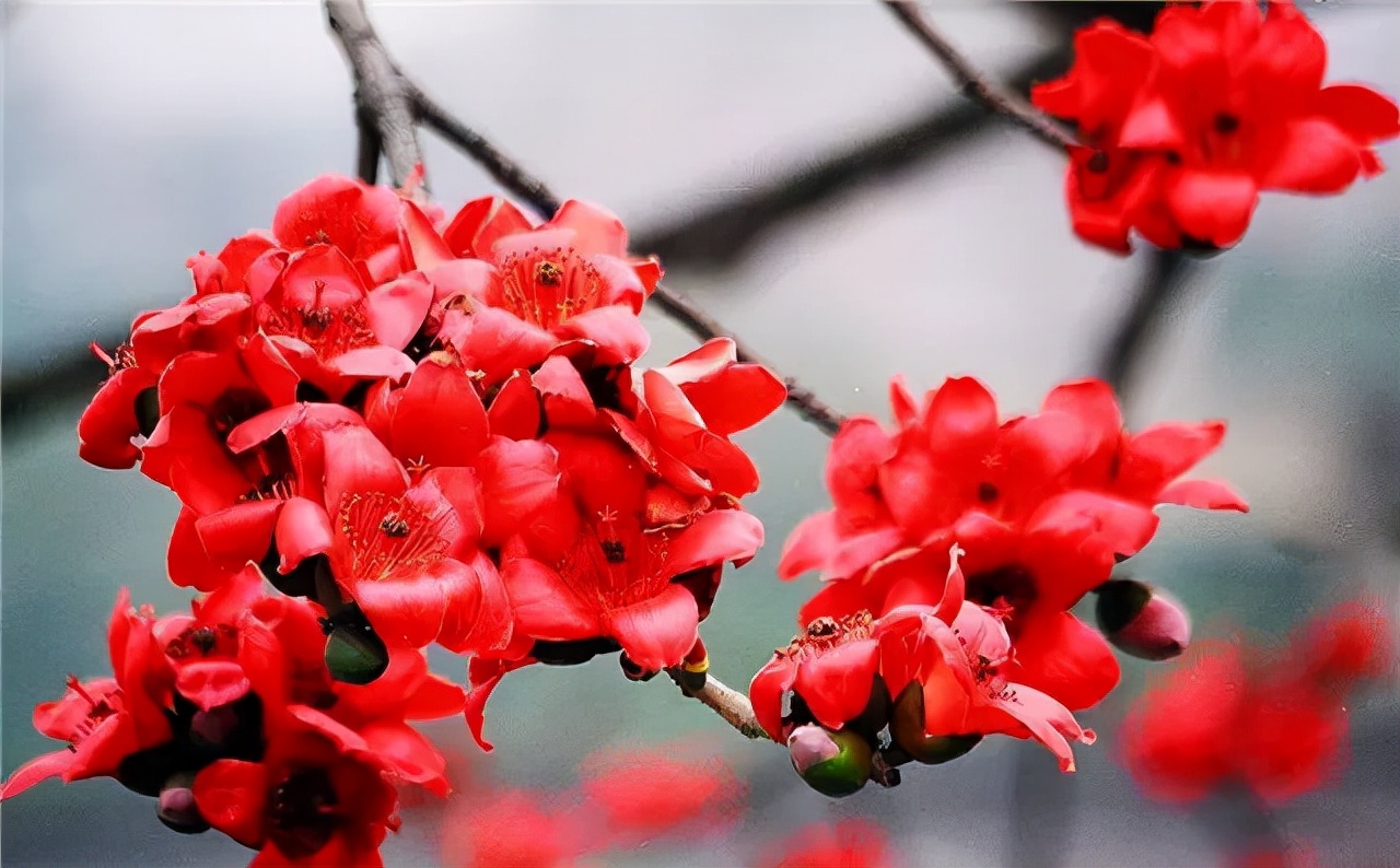 公园路边植物图片,路边的小植物有哪些