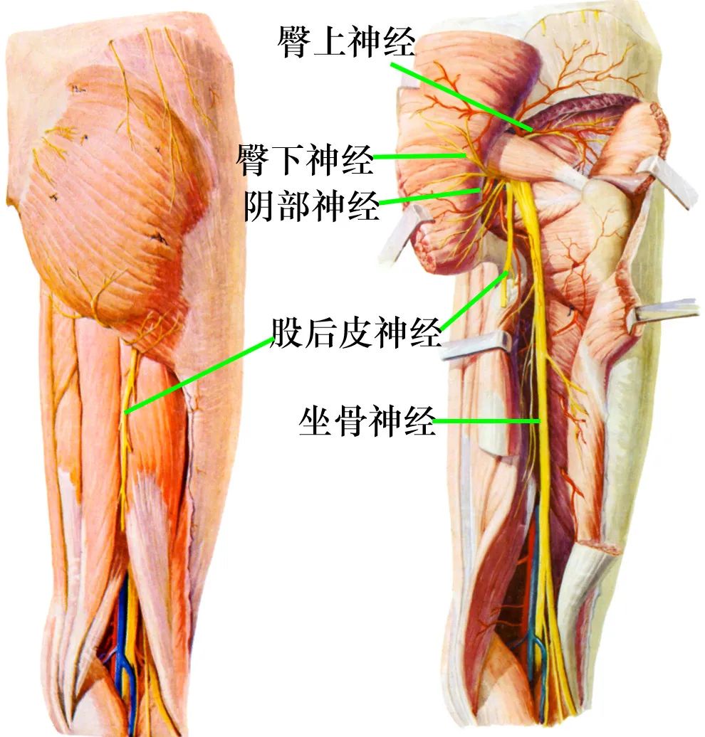 脊神经支配区域解剖图简图,脊神经及其分支的支配范围