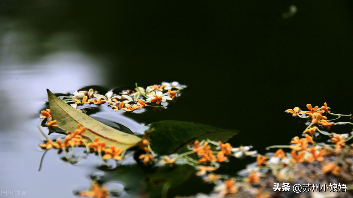 苏州小娘鱼方言怎么读,苏州小娘娪