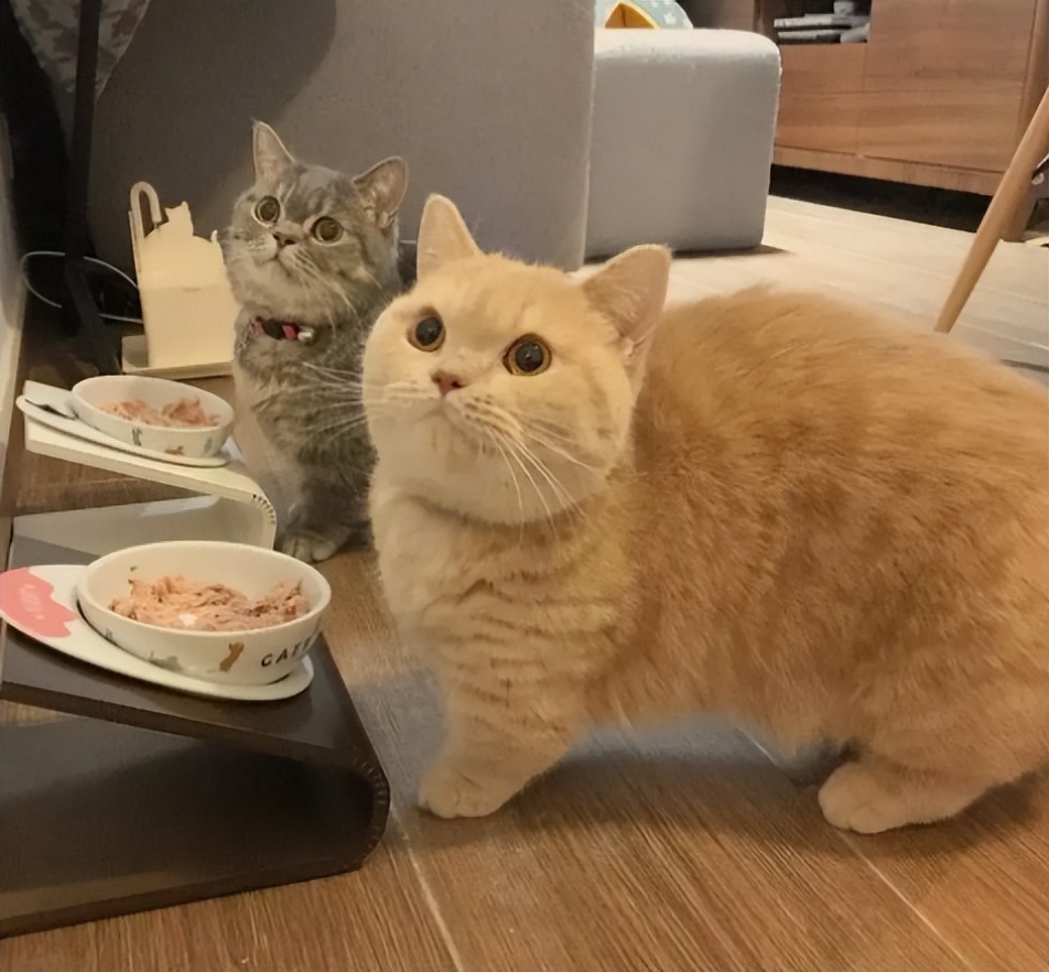 短腿猫优点,短腿猫好养活吗