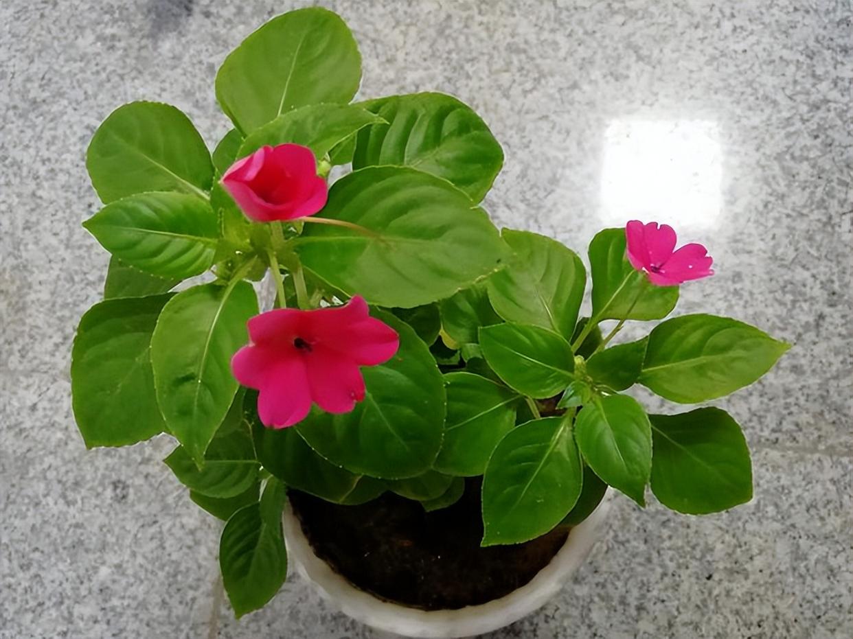 玻璃翠的养殖方法和注意事项,玻璃翠的养殖方法及注意事项