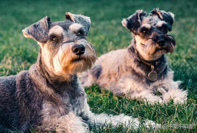 狗狗吃维生素e的作用和功效,狗狗可以吃维生素e胶囊