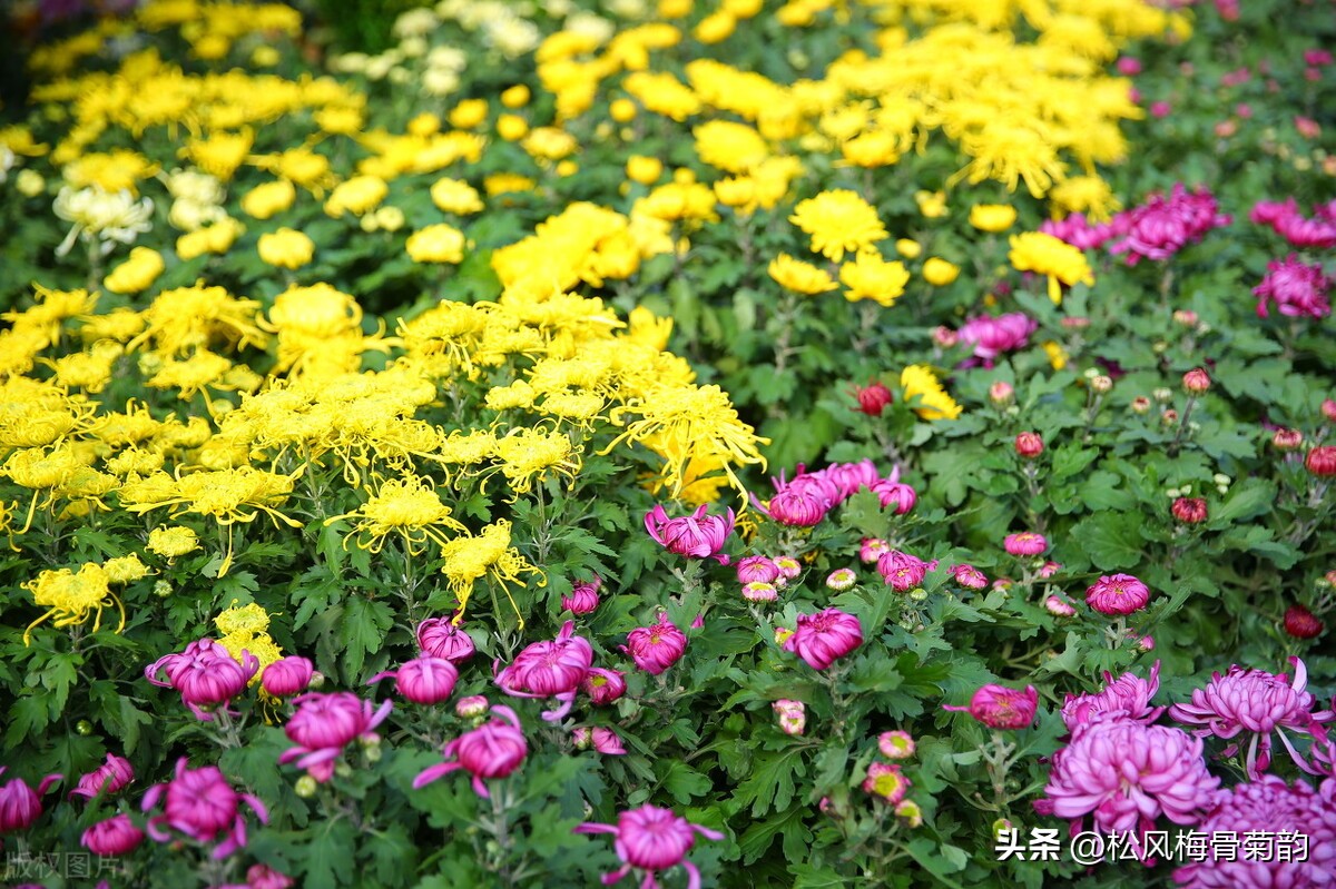 心若香茗静听花开的意思,心若香茗静听花开文案
