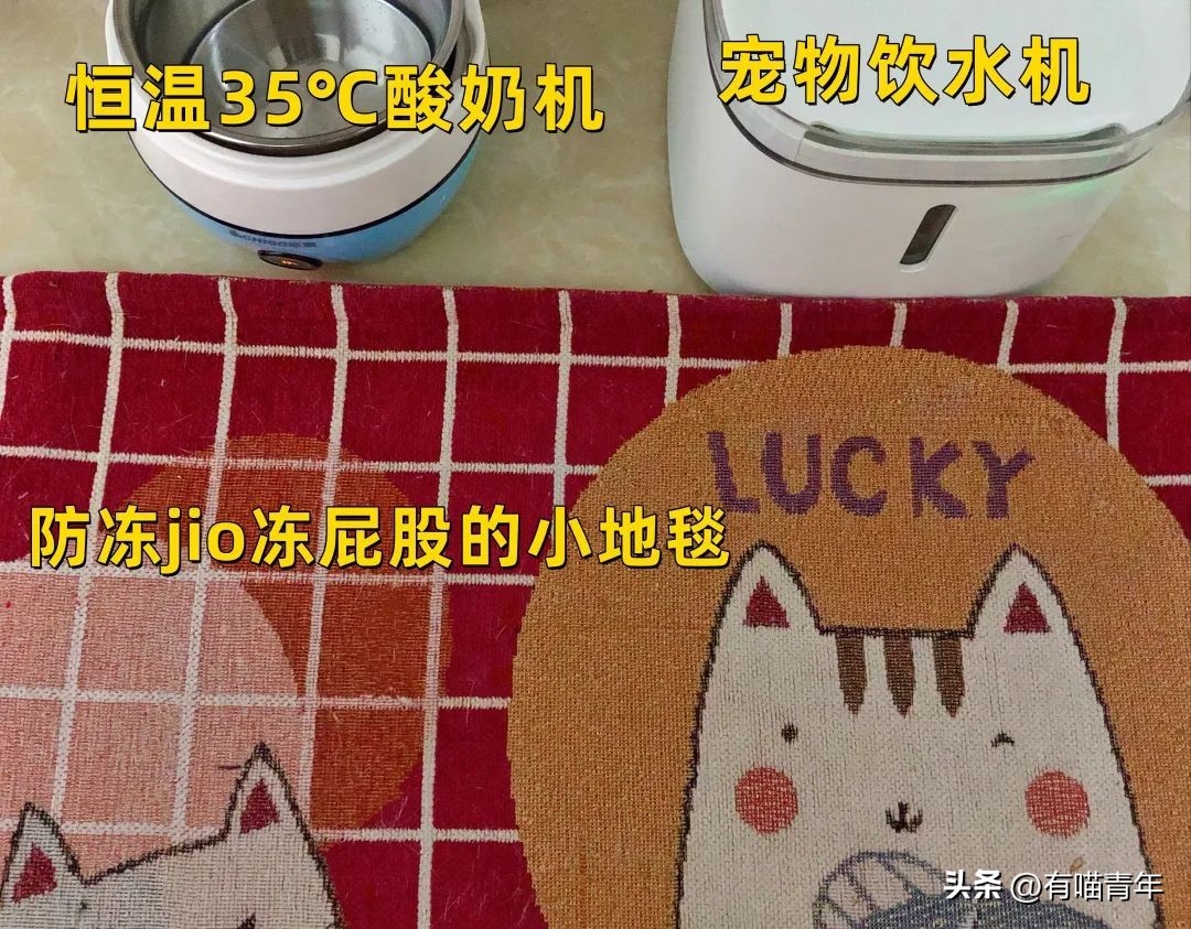 16个变态又实用的养猫妙招必看,养猫必看的100个技巧