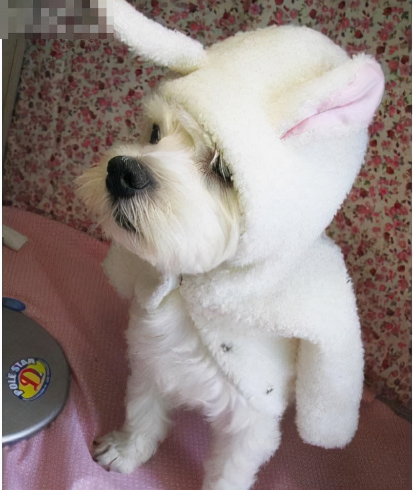 狗狗为什么爱吃蛋黄,为什么狗狗只爱喝水不爱吃饭