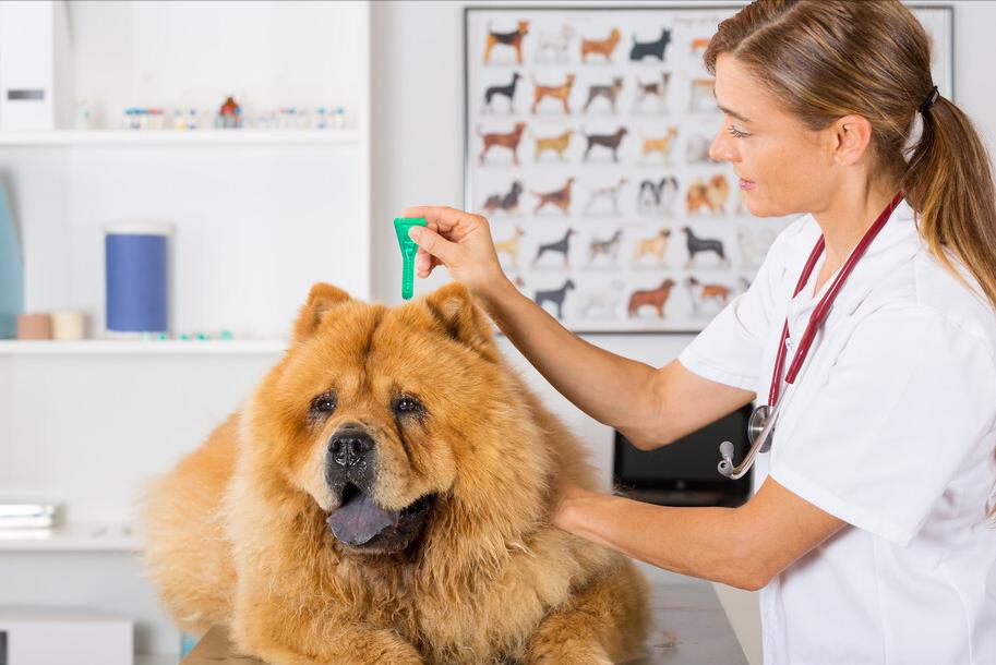 松狮犬拉稀怎么治疗,松狮挑食是什么原因