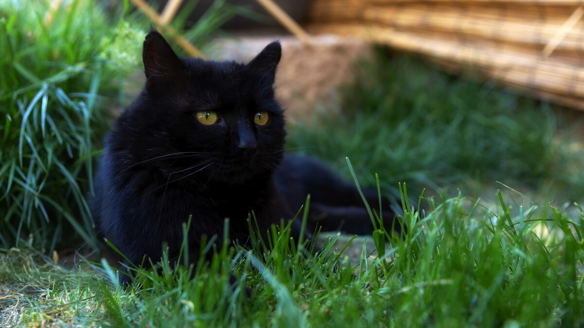 中华田园猫在国外真的很受欢迎吗,中华田园猫的品种介绍和图片大全